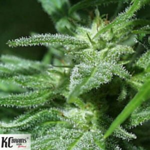 Brains Damage - KC Brains Cannabissamen kaufen