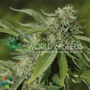 Brazil Amazonia - World of Seeds Cannabissamen kaufen