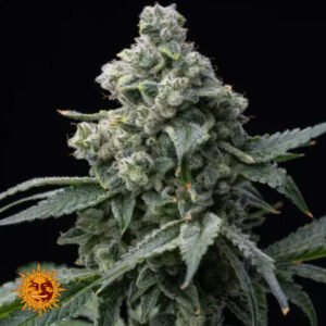 Bruce Banner - Barneys Farm Cannabissamen kaufen