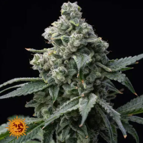 Bruce Banner - Barneys Farm Cannabissamen kaufen