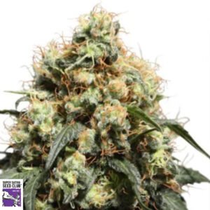 Bruce Lemon Diesel - Super Sativa Seed Club Cannabis Samen Produktbild