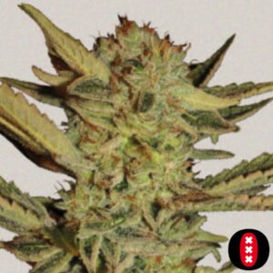 Bubble Gum - Serious Seeds Cannabis Samen Produktbild