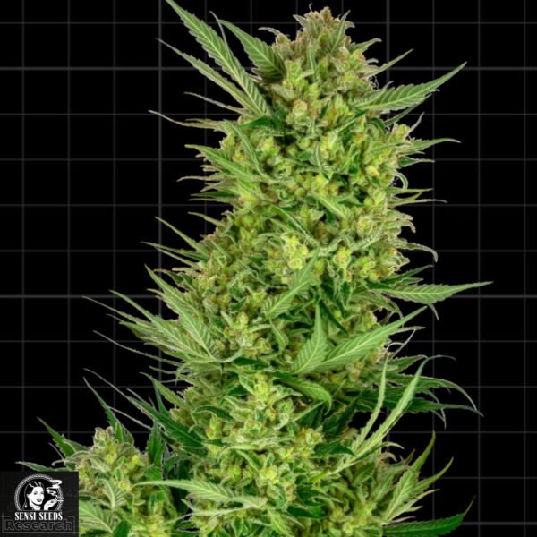 Buttercream Gelato - Sensi Seeds Research Cannabissamen kaufen