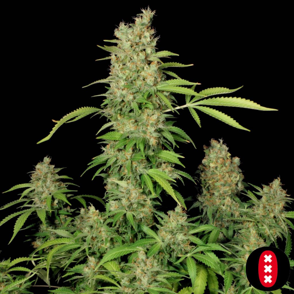 CBD Chronic - Serious Seeds Cannabis Samen Produktbild