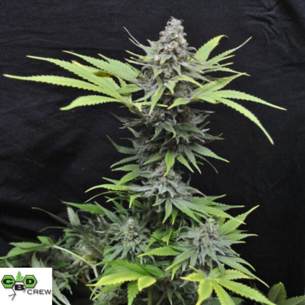 CBD Critical Mass - CBD Crew Cannabis Samen Produktbild