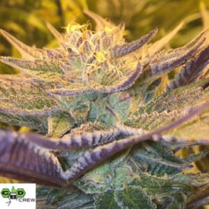 CBD Girl Scout Cookies - CBD Crew Cannabis Samen Produktbild