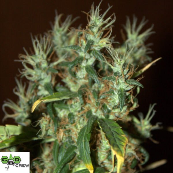 CBD Mango Haze - CBD Crew Cannabis Samen Produktbild