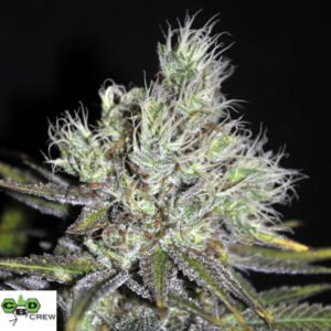 CBD Medi Haze - CBD Crew Cannabis Samen Produktbild