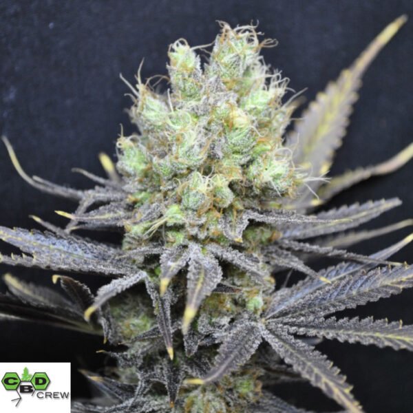 CBD Nordle - CBD Crew Cannabis Samen Produktbild