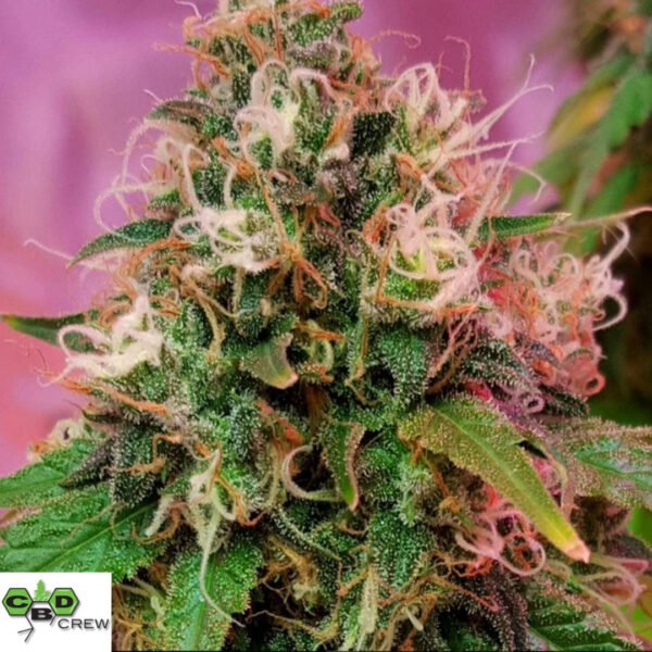 CBD OG Kush - CBD Crew Cannabis Samen Produktbild