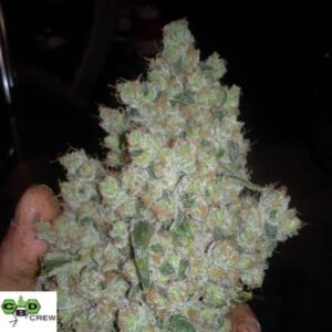 CBD Sharkshock - CBD Crew Cannabis Samen Produktbild