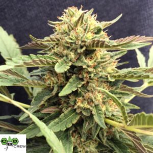 CBD Therapy - CBD Crew Cannabis Samen Produktbild