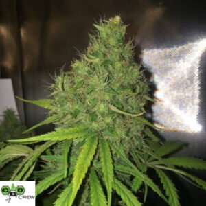 CBD Yummy - CBD Crew Cannabis Samen Produktbild