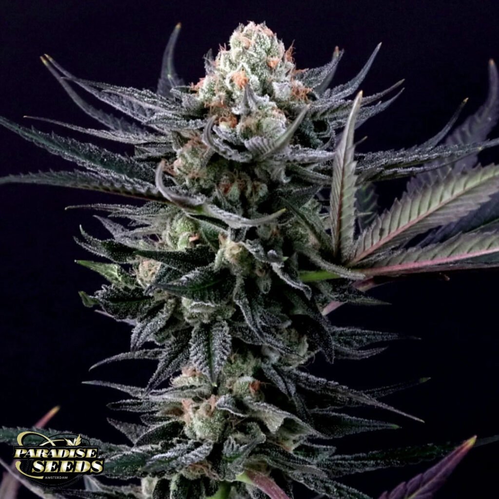 Caramba - Paradise Seeds Cannabissamen kaufen