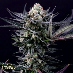 Caramba - Paradise Seeds Cannabissamen kaufen