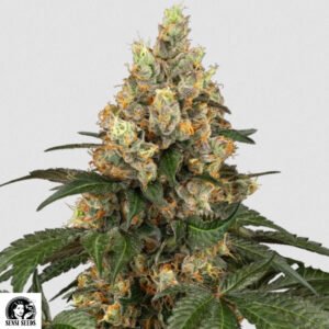 Chcolate Rainbow XXL - Sensi Seeds Cannabissamen kaufen