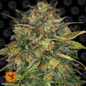 Cheese - Barneys Farm Cannabissamen kaufen