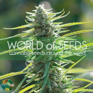 Columbian Gold - World of Seeds Cannabissamen kaufen