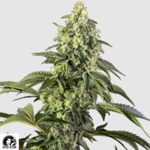 Cosmic Kiss - Sensi Seeds Cannabissamen kaufen