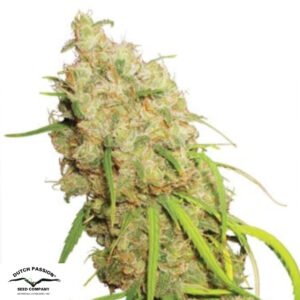 Desfrán - Dutch Passion Cannabissamen kaufen