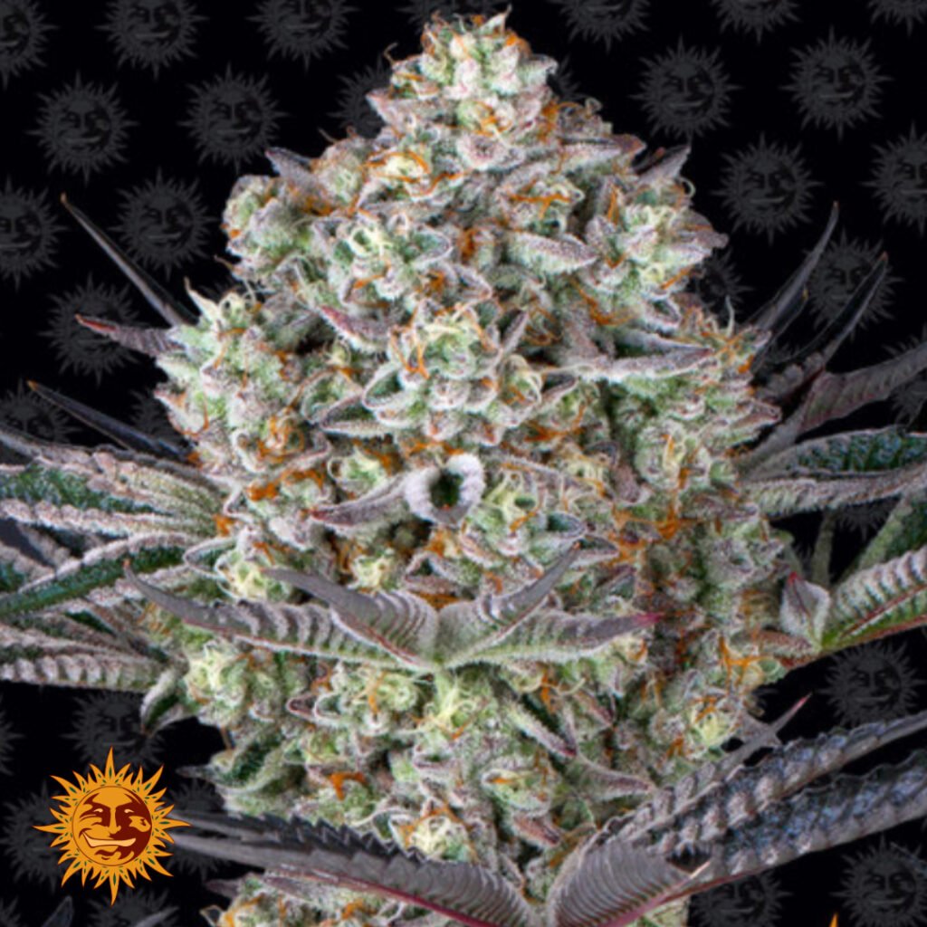 Dos Si Dos 33 - Barneys Farm Cannabissamen kaufen