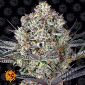 Dos Si Dos 33 - Barneys Farm Cannabissamen kaufen