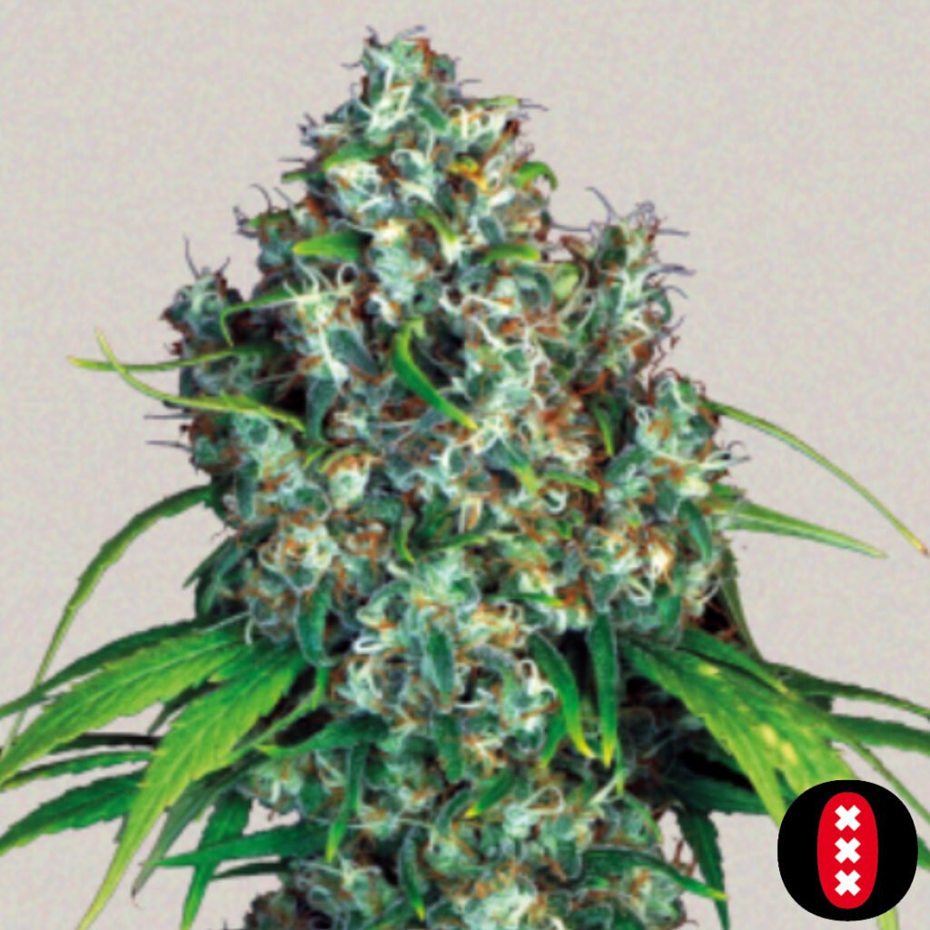 Double Dutch - Serious Seeds Cannabis Samen Produktbild