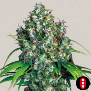 Double Dutch - Serious Seeds Cannabis Samen Produktbild