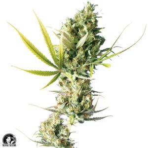 Durban - Sensi Seeds Cannabissamen kaufen