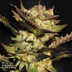 Durga Mata - Paradise Seeds Cannabissamen kaufen