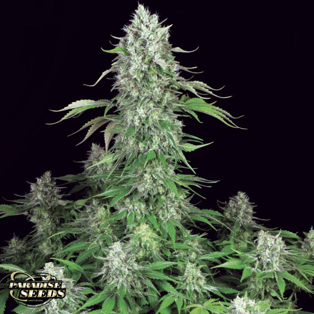 Dutch Dragon - Paradise Seeds Cannabissamen kaufen