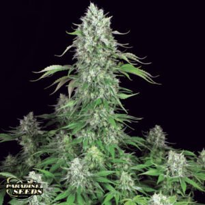 Dutch Dragon - Paradise Seeds Cannabissamen kaufen