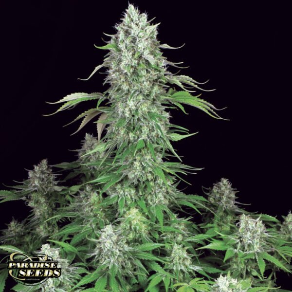 Dutch Dragon - Paradise Seeds Cannabissamen kaufen
