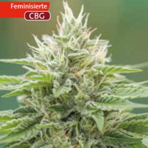 Eboshi CBG - Medical Seeds
