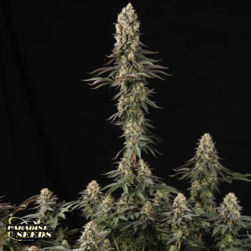 El Dorado - Paradise Seeds Cannabissamen kaufen