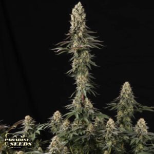 El Dorado - Paradise Seeds Cannabissamen kaufen
