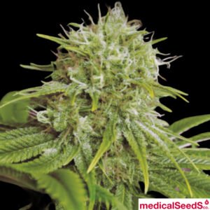 Elixir Vitae CBD - Medical Seeds