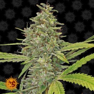 G13 Haze - Barneys Farm Cannabissamen kaufen