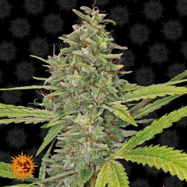 G13 Haze - Barneys Farm Cannabissamen kaufen
