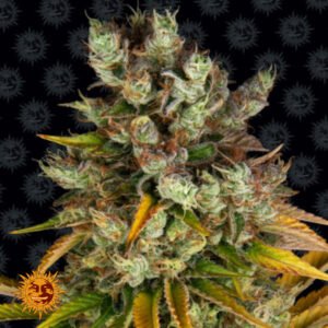 GMO - Barneys Farm Cannabissamen kaufen