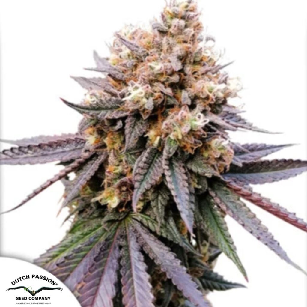 GMO Fast - Dutch Passion Cannabissamen kaufen