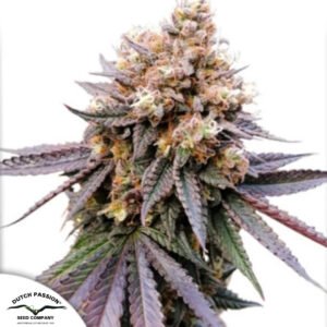 GMO Fast - Dutch Passion Cannabissamen kaufen