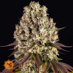 Girl Scout Cookies - Barneys Farm Cannabissamen kaufen