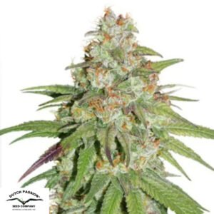Glueberry O.G. - Dutch Passion Cannabissamen kaufen