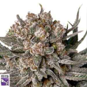 Gorilla Super Glue - Super Sativa Seed Club Cannabis Samen Produktbild