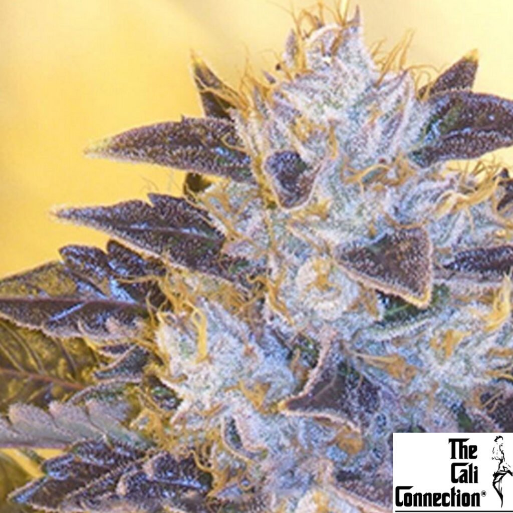 Grape OG - The Cali Connection Cannabis Samen Produktbild