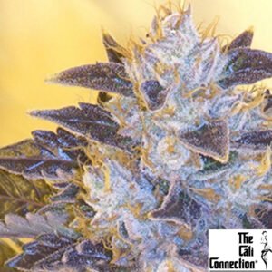 Grape OG - The Cali Connection Cannabis Samen Produktbild