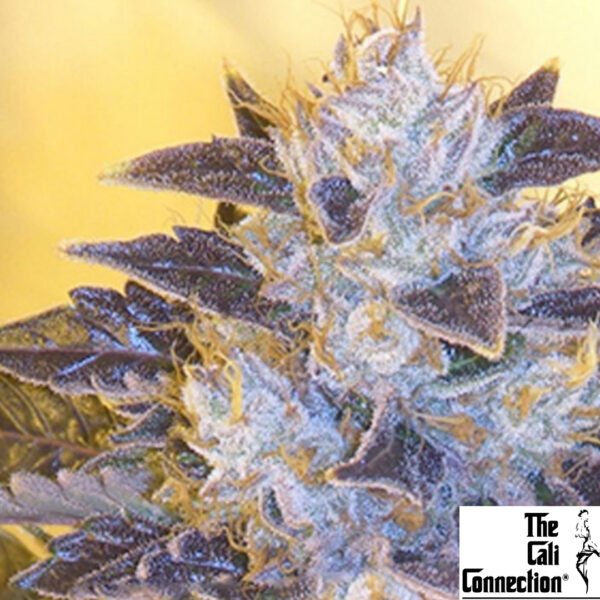 Grape OG - The Cali Connection Cannabis Samen Produktbild