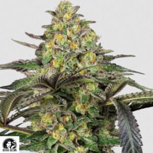 Grapevine Candy - Sensi Seeds Cannabissamen kaufen