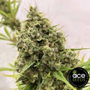 Guawi Ace Seeds Cannabis Samen Produktbild